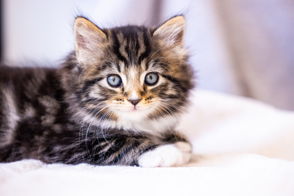 9 things to know before getting your first cat