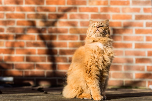long haired ginger cat sitting in the sunshine outside in front of a brick wall