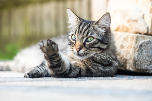 brown tabby cat lying down outdoors and looking at their paw