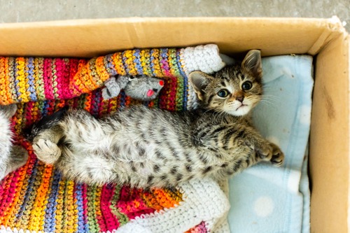 brown tabby kitten lying on the back in a cardboard box showing their tummy
