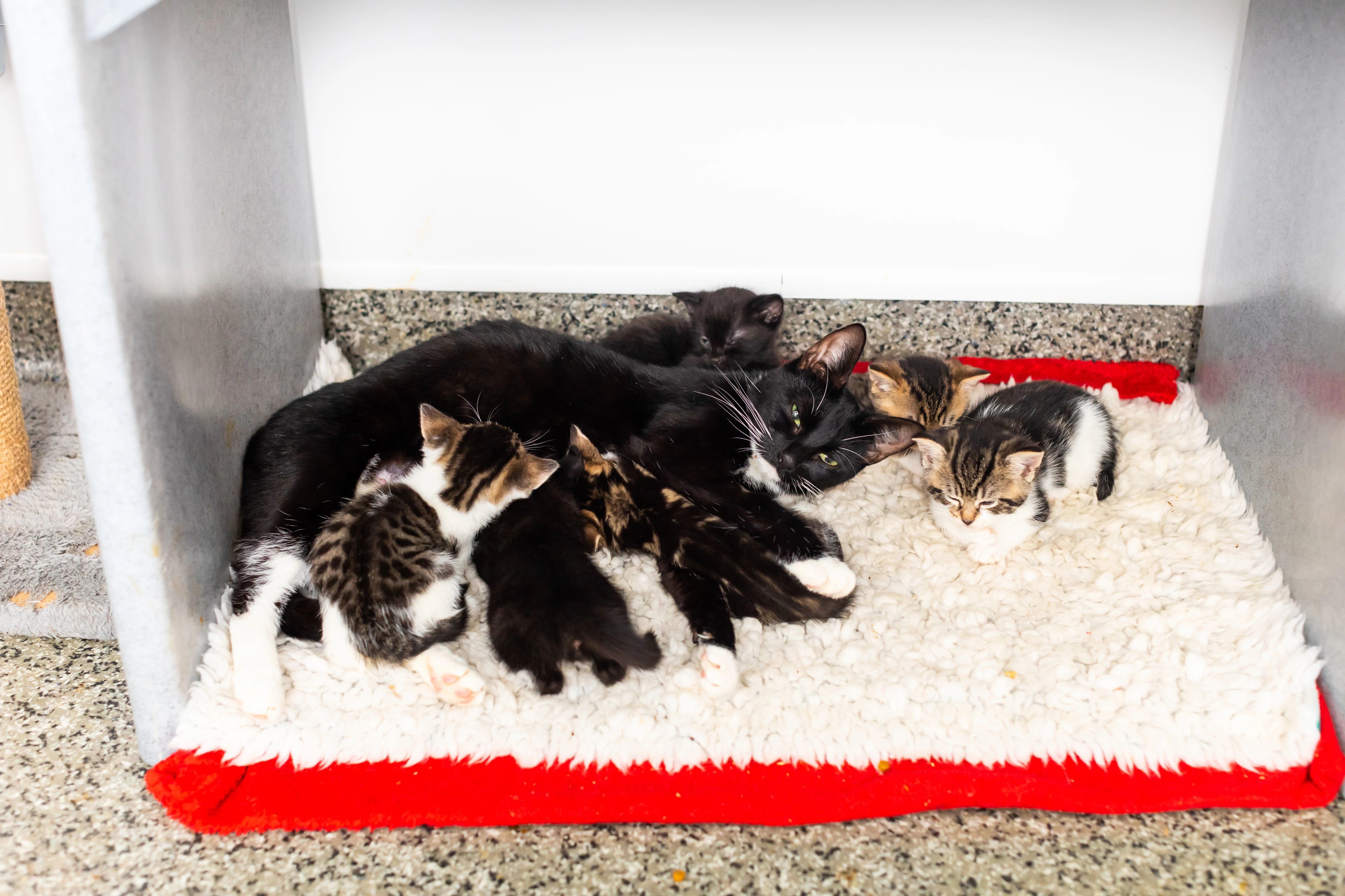 Black-and-white cat lying on a fleece blanket with a litter of six kittens, some black-and-white, others brown tabby-and-white, nursing on her nipples