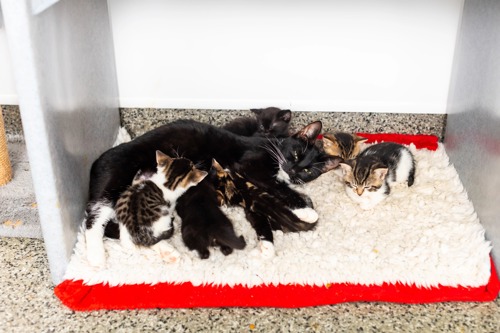 black-and-white cat lying on fleece blanket with a litter of six kittens, some black-and-white and some brown tabby-and-white, sucking on her nipples