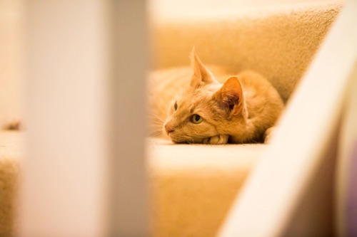 ginger cat lying on stairs with brown carpet