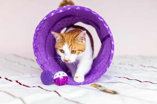 ginger-and-white cat walking through purple pop-up play tunnel towards some small purple plastic ball toys