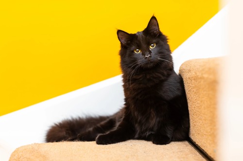 long-haired black cat sat on stairs with brown carpet in front of yellow wall