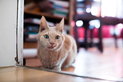 ginger cat crouched by open door