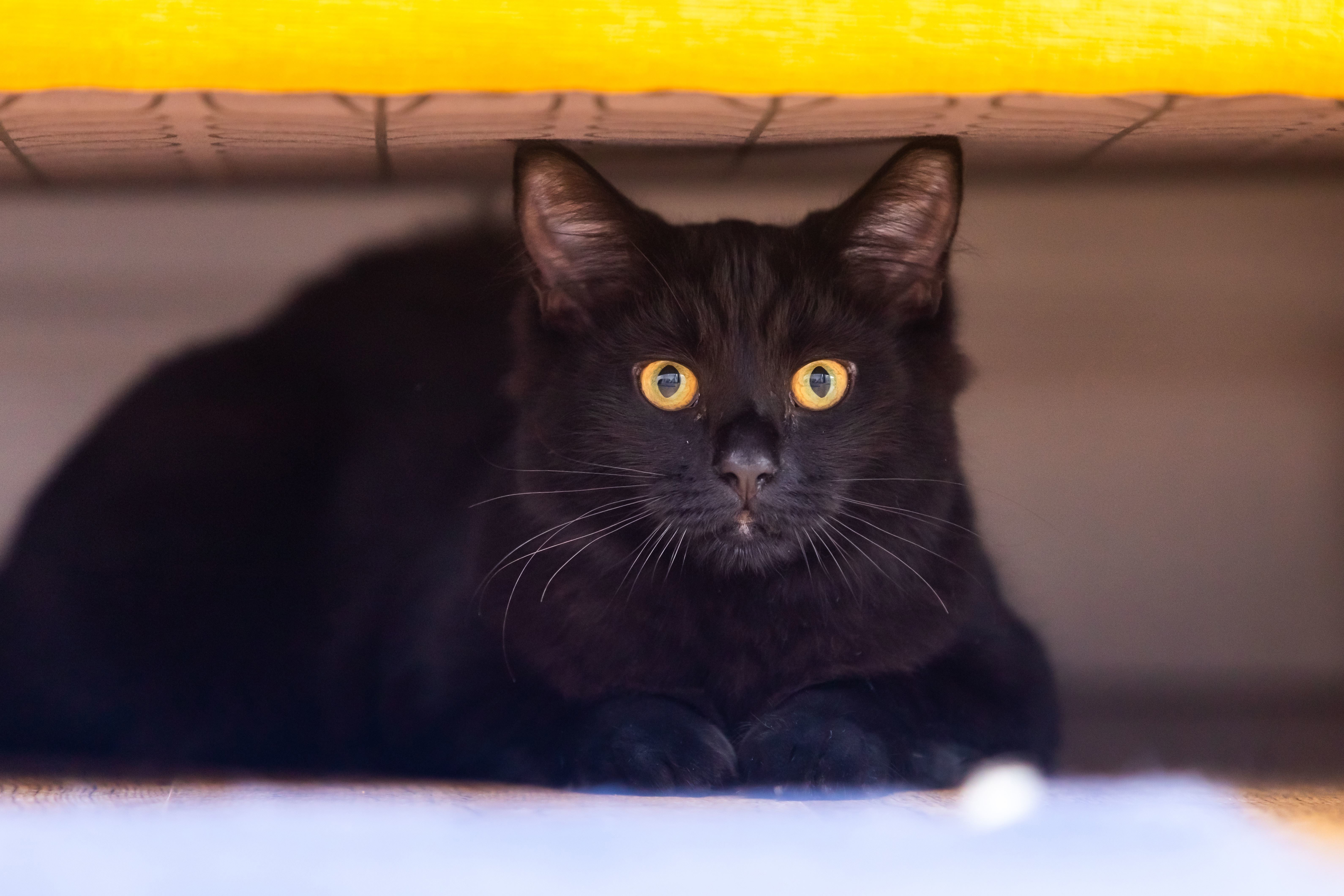 Newly adopted cat meowing shop at night