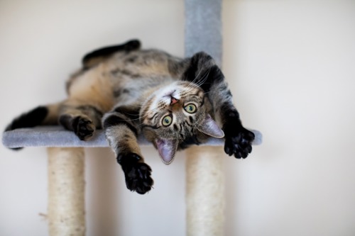 brown tabby cat on top of cat tower lying on their back showing their tummy