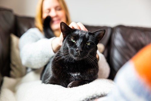 black cat sitting on woman's lap having their head stroked