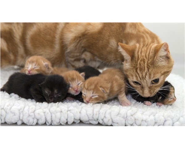 ginger cat with kittens