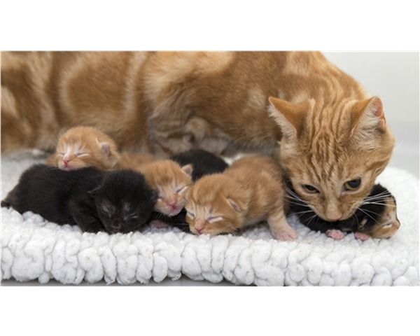 Helping Your Pregnant Cat Give Birth At Home - Royal Canin