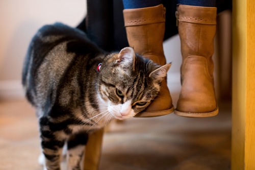 brown-and-white tabby cat rubbing their cheek on some brown boots on someone's feet