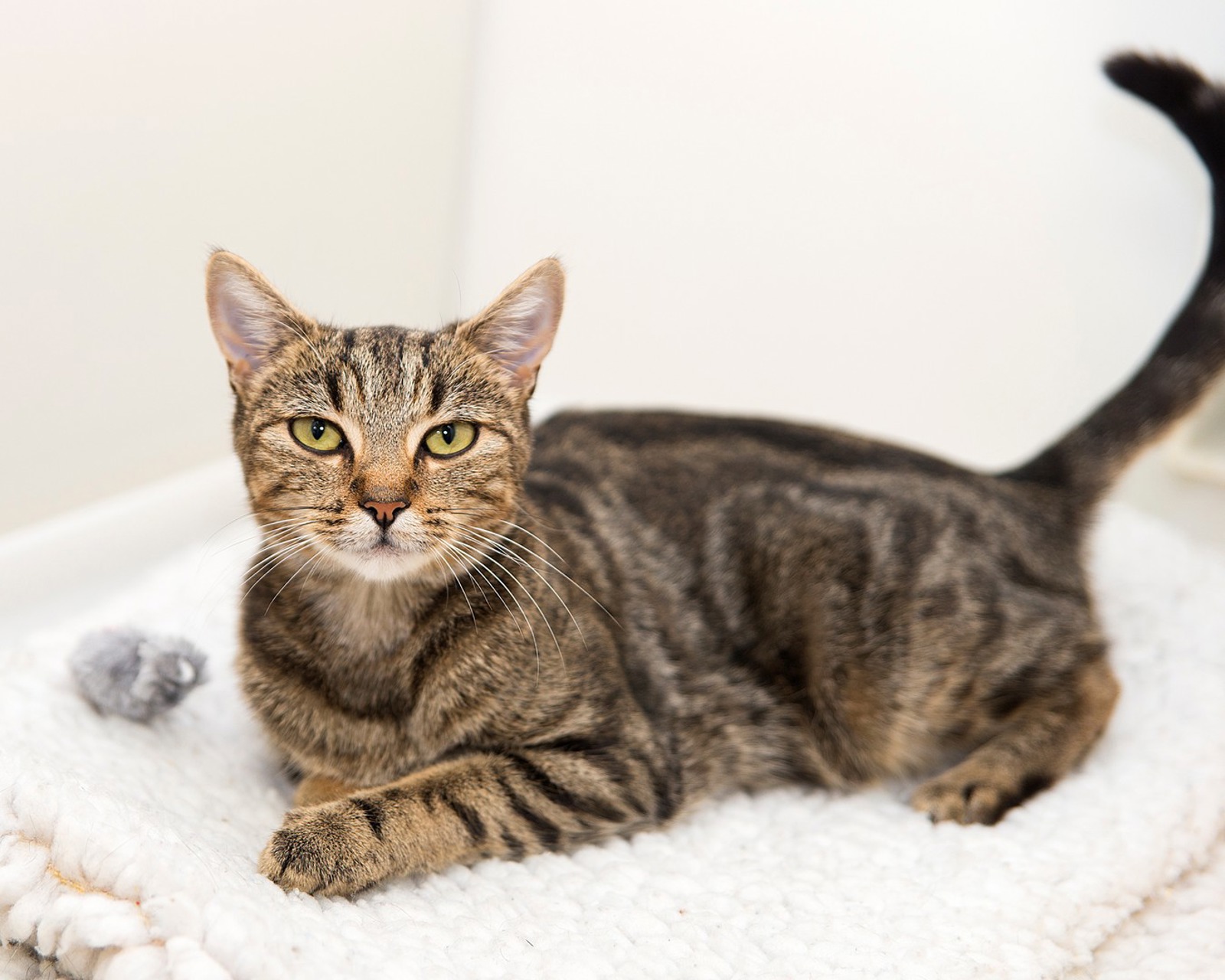 Birth and kittening advice on cats giving birth Cats Protection