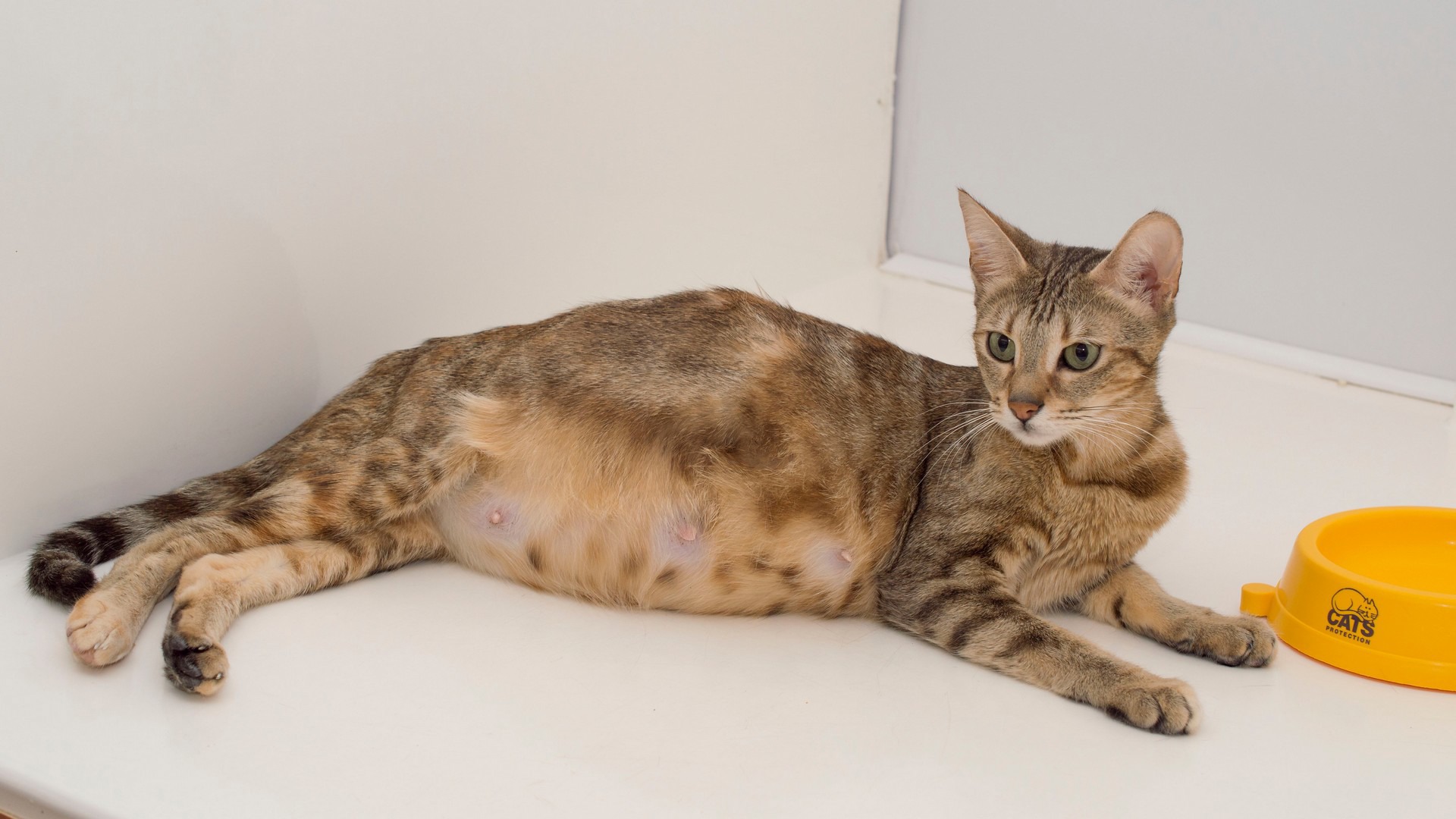 Cat reproduction