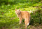 ginger cat walking on grass outdoors
