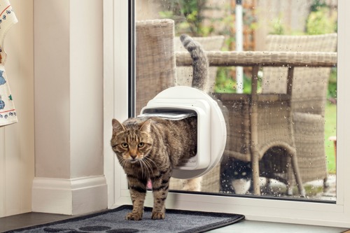 brown tabby cat coming through a cat flap installed in a glass door, Their front paws are on a doormat inside and their back legs are outside, There is a black-and-white cat outside looking at the cat flap