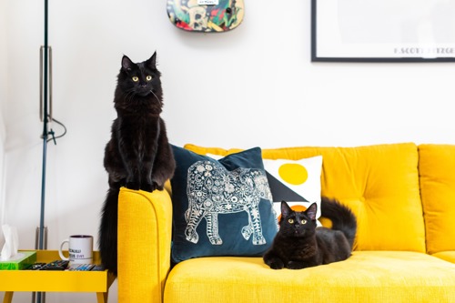 two black cats sitting on a yellow sofa, one on the arm and one on the cushion