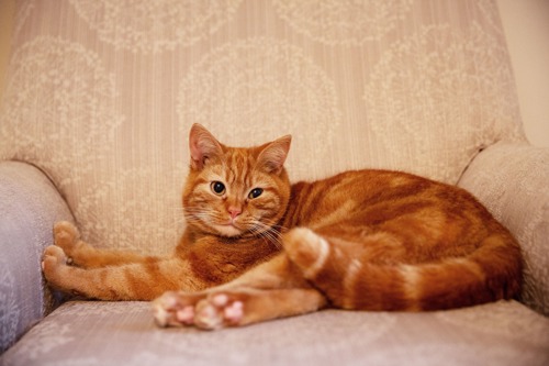 ginger tabby cat sitting on beige armchair
