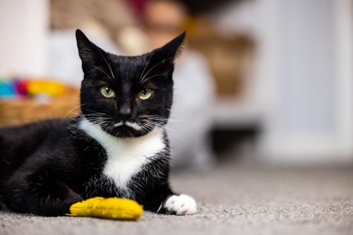 black-and-white cat with white fur moustache and yellow cat toy