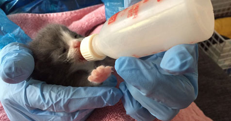 How to hand feed newborn kittens top