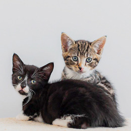 kittens