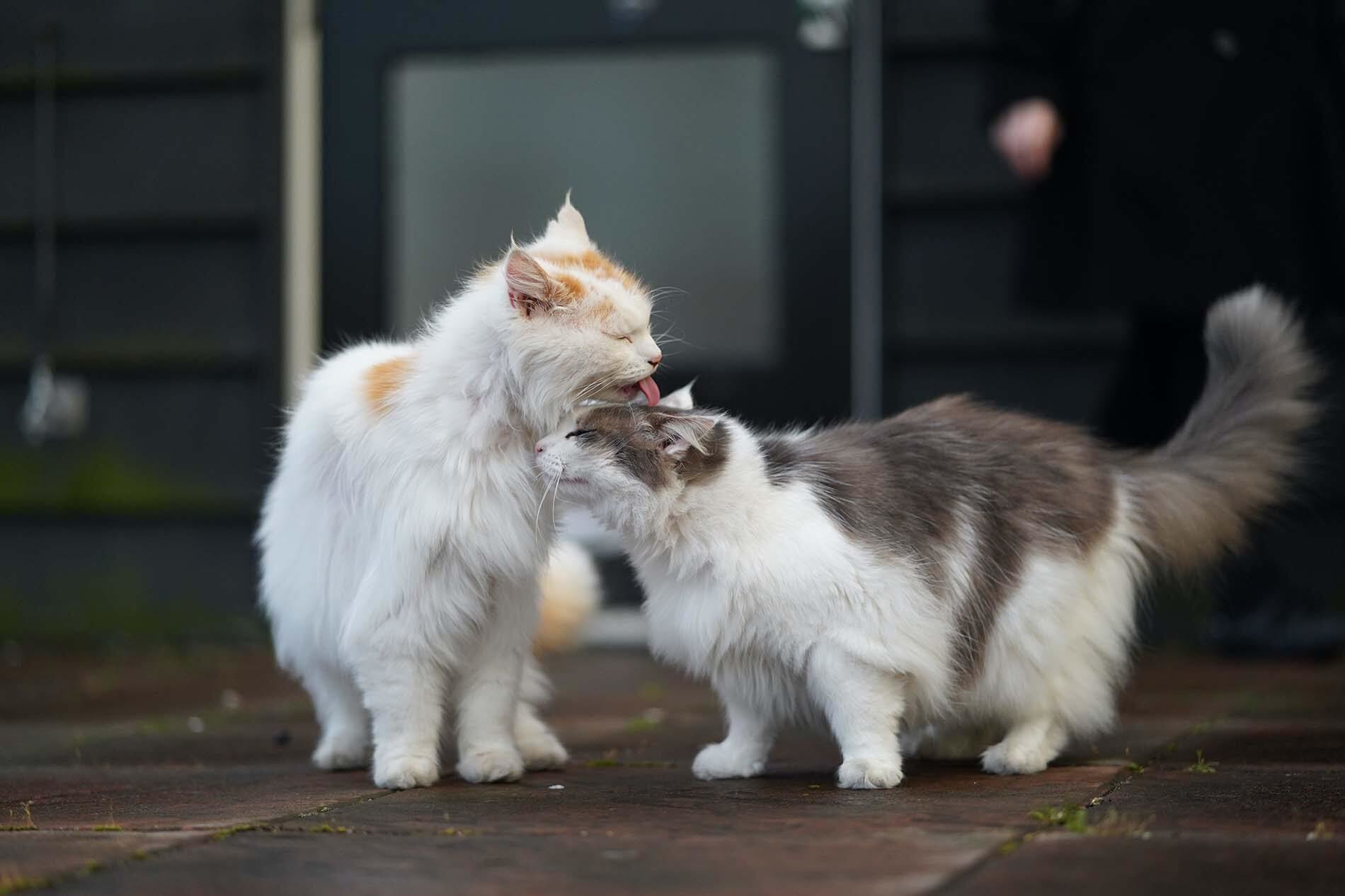 The Cat May Have Been Domesticated Two Separate Times