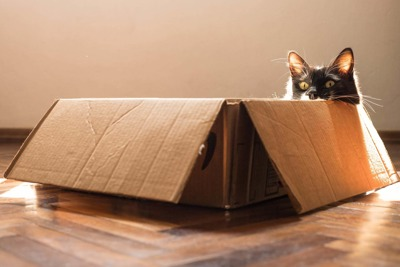 Help and Advice for Moving House With Your Cat | Cats Protection