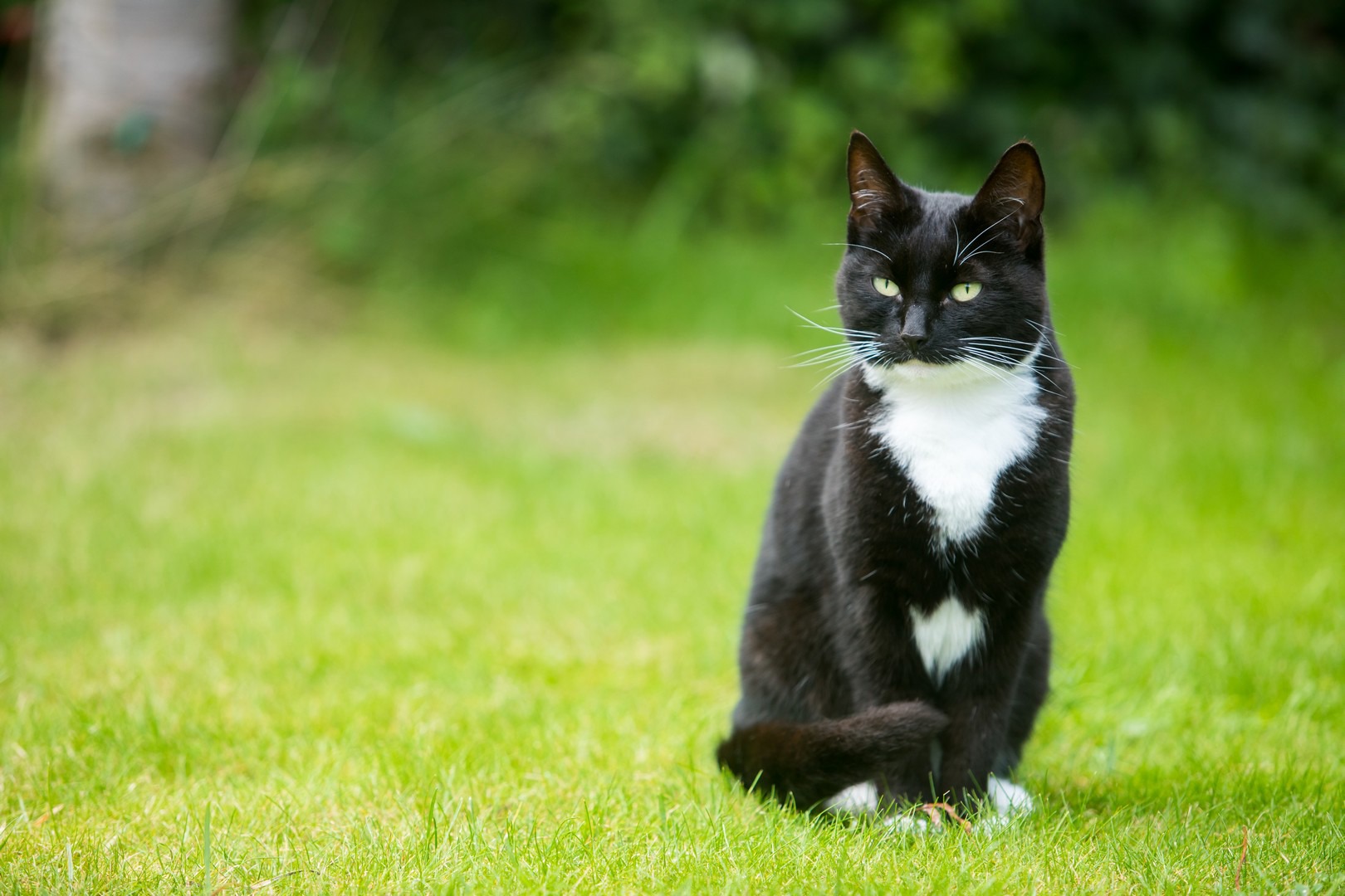 poisoned cat treatment