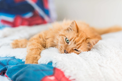 Illustration of Pheromone Therapy For Pets