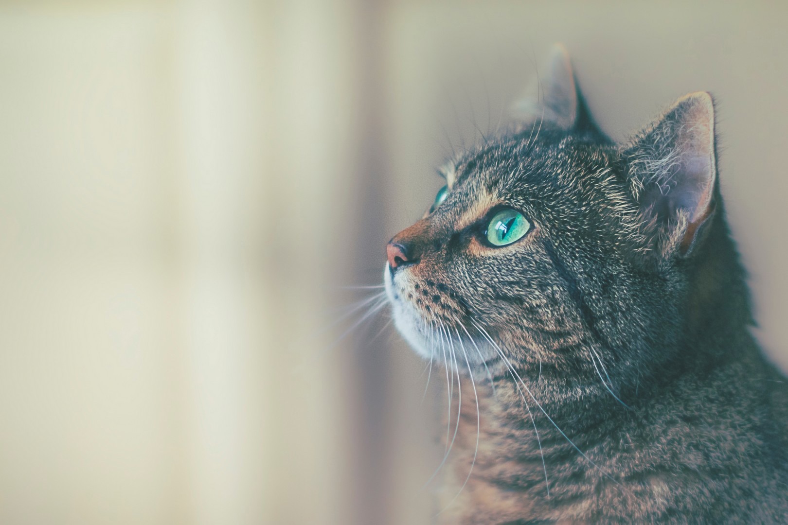 flea treatment poisoning in cats
