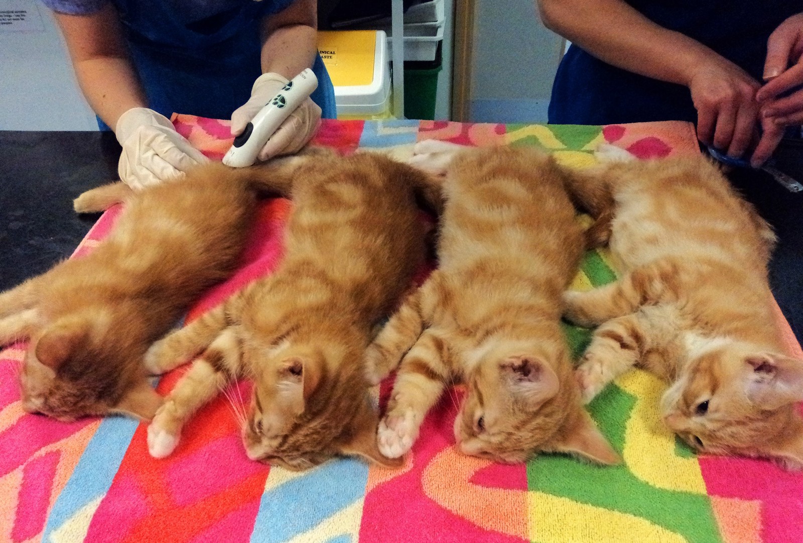 Prepubertal neutering For vets and nurses Help and advice Cats