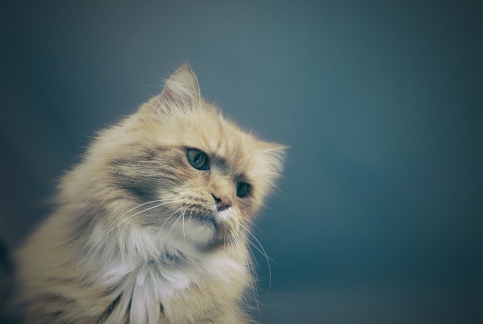 Adopt A Cat Find A Cat To Adopt Cats Protection adopt-a-cat-find-a-cat-to-adopt-cats-protection