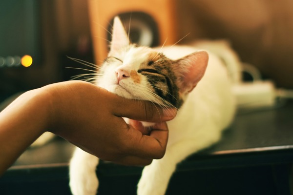 Adopt A Cat Find A Cat To Adopt Cats Protection adopt-a-cat-find-a-cat-to-adopt-cats-protection