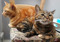 ginger tabby cat and brown tabby cat sat on a chair