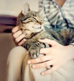 Tabby cat laying on owner's lap