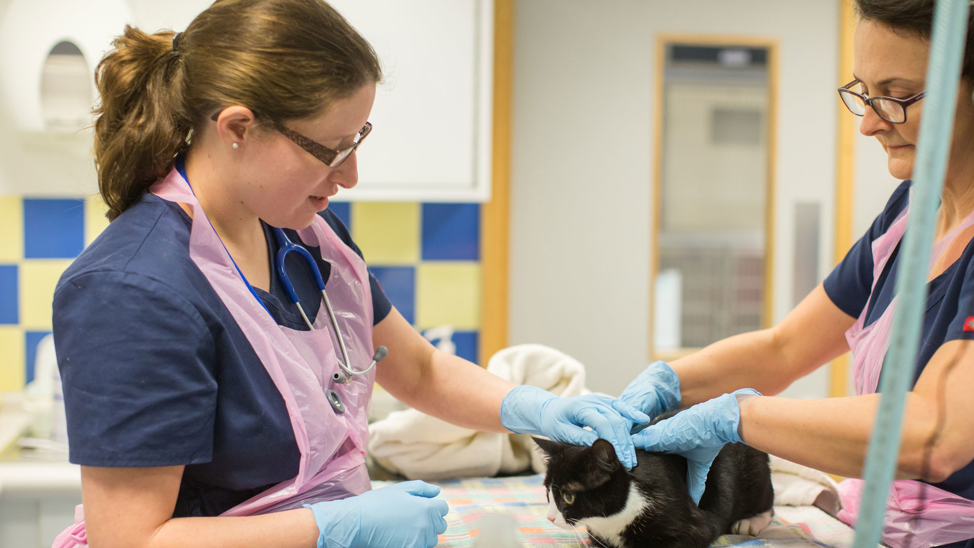 World Spay Day Find out more about neutering Cats Protection