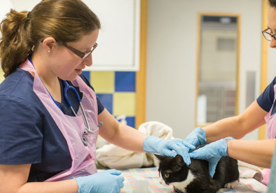Neutering and Spaying | What We Do | Cats Protection