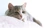 cute cat on pink blanket