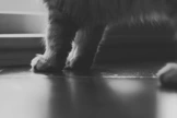 cats paws in black and white