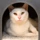 white cat in a fort