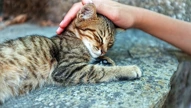 cat stroked on a rock