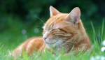 ginger cat in the long grass