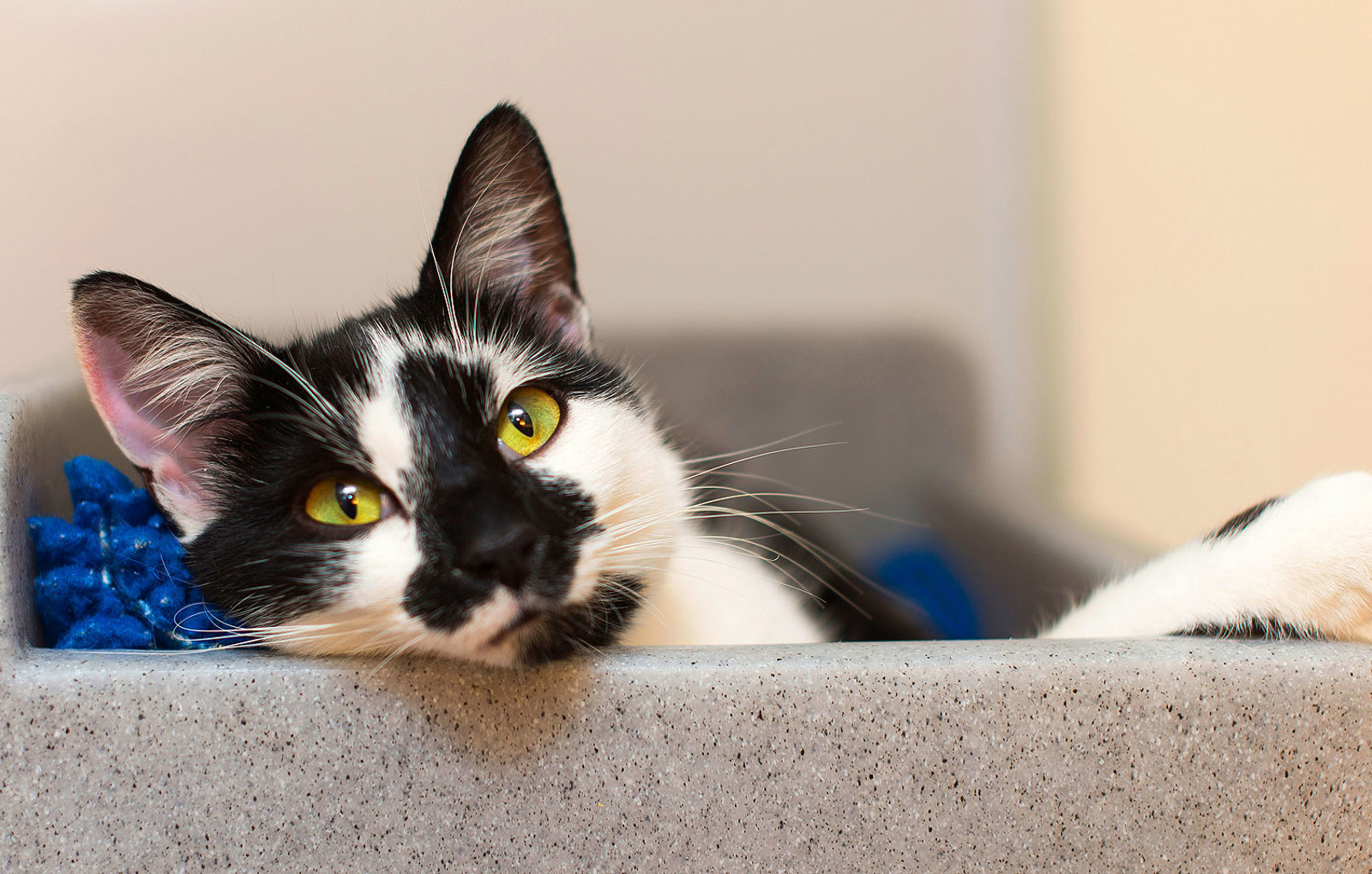 Discount cat neutering campaigns | Free neutering | Cats Protection
