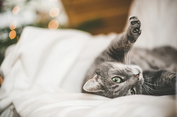 Scotland cat on bed