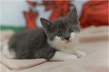 kitten welsh flag