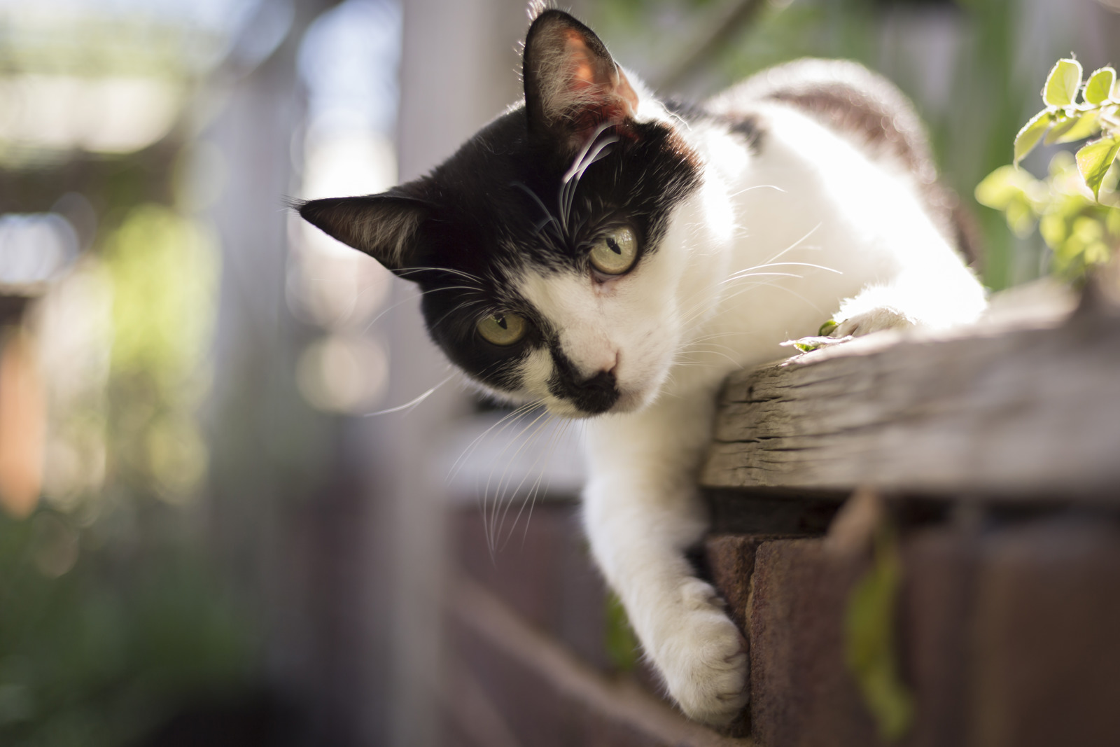 Cats Protection Norwich & District Branch
