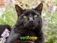 Black cat outside with the Vetfone logo