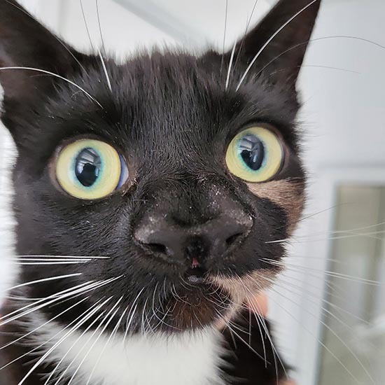 Cat with two noses discovered at charity adoption centre