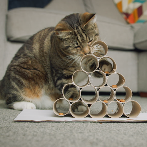 How To Make A Cat Food Puzzle