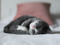 A grey-and-white kitten lying upside down on a bed